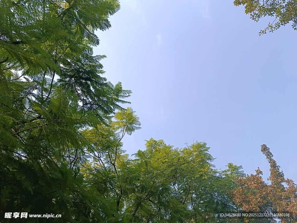 仰视葱郁树林与蓝天