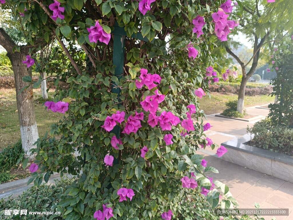 繁花满树的美丽景观