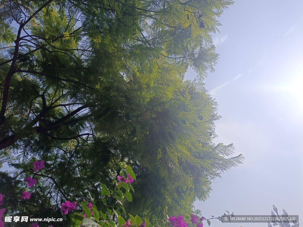 林间繁花与葱郁树木景致