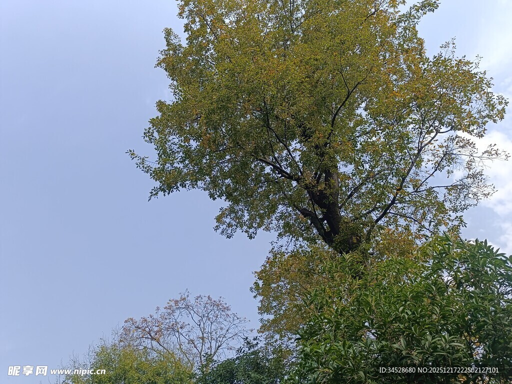 蓝天映衬下的葱郁大树