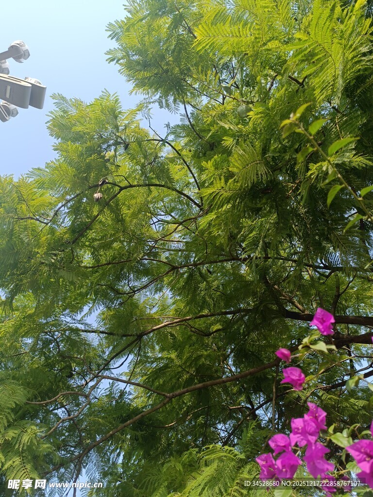 绿树繁花的自然景致