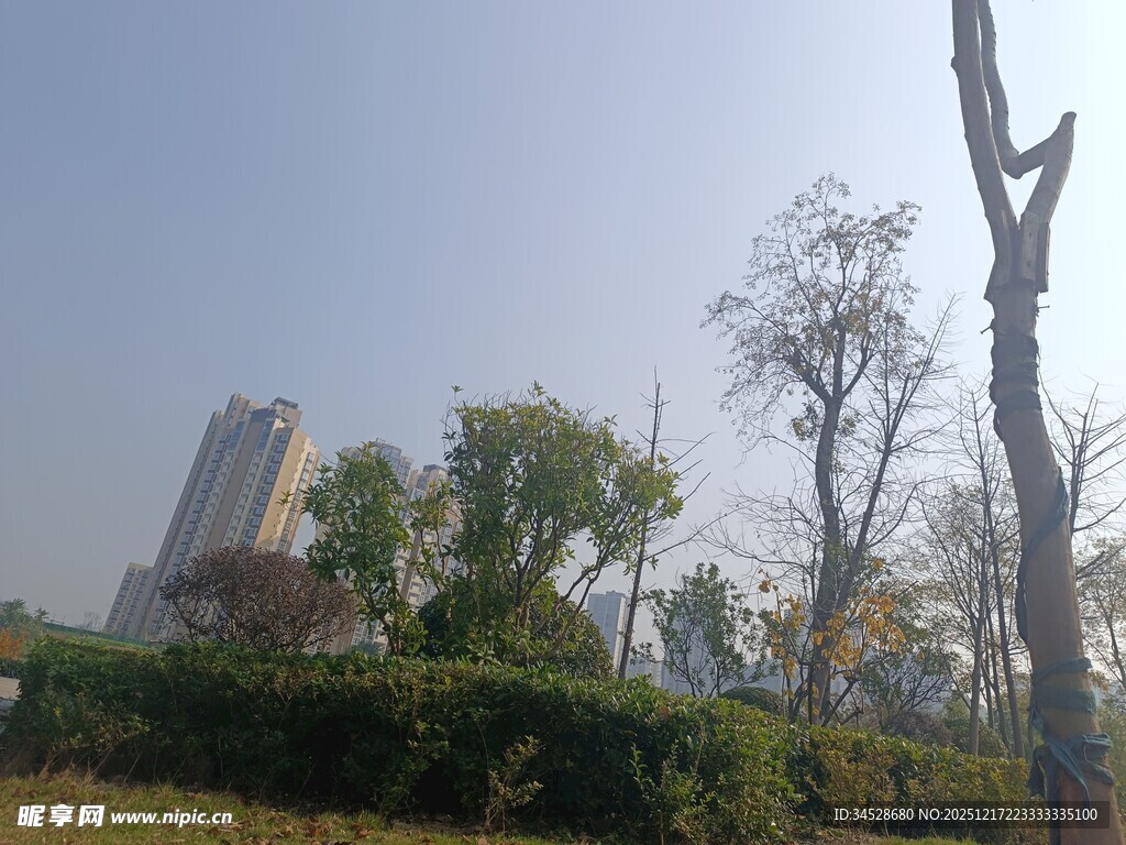 城市户外树木绿植景观