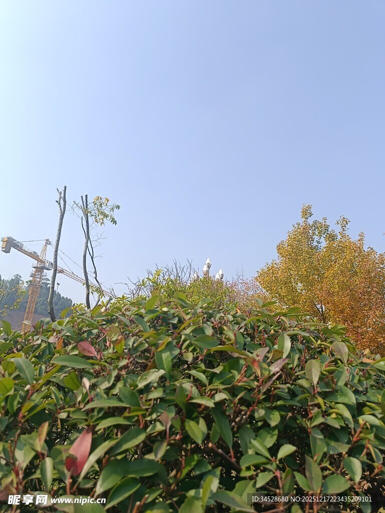 秋日果园绿植与果树景象