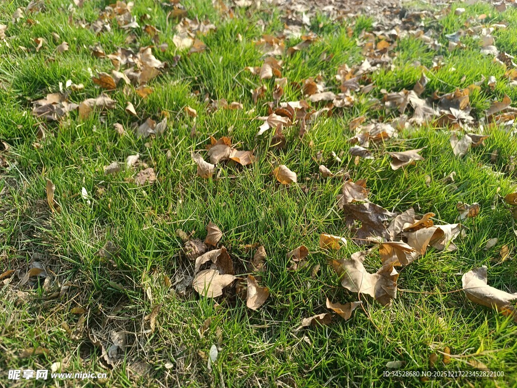 草地散落枯黄落叶
