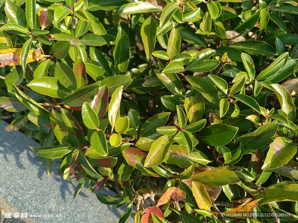 翠绿植物近景特写