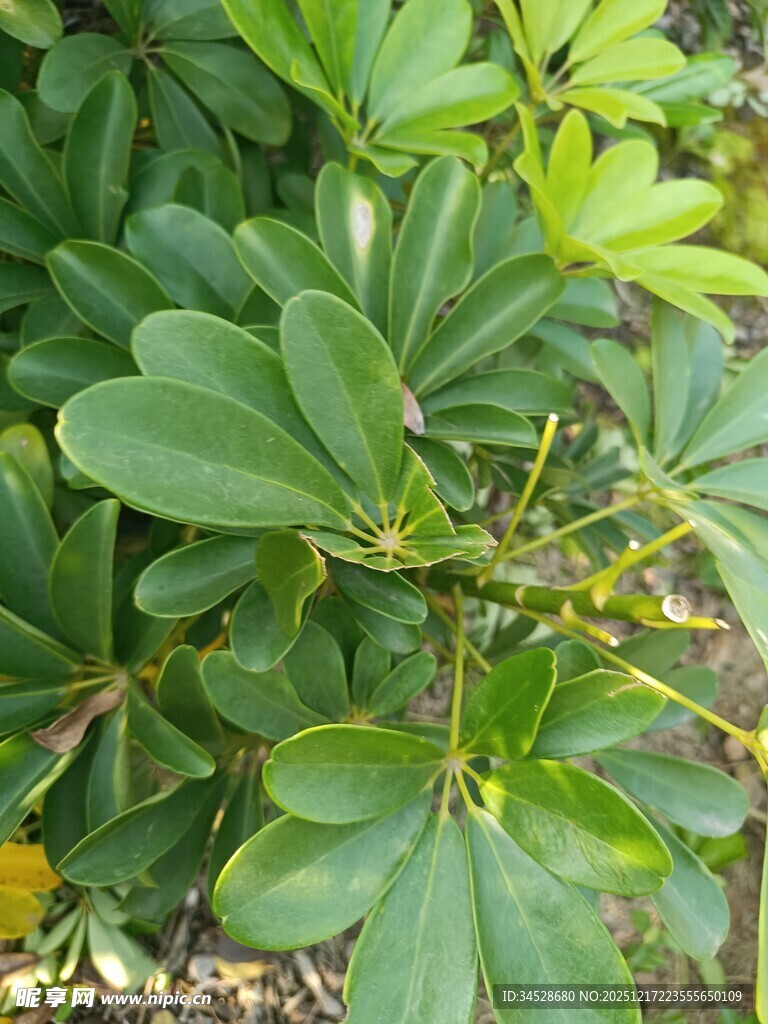 绿叶繁茂的植物特写