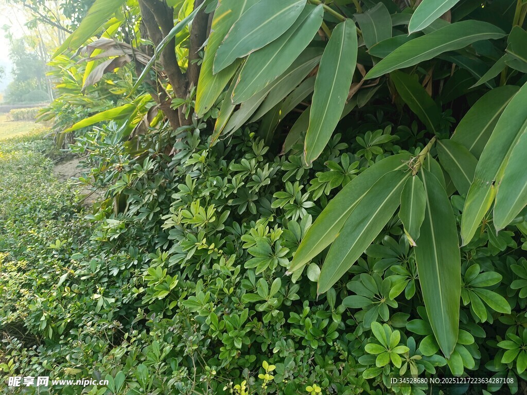 繁茂绿植景观