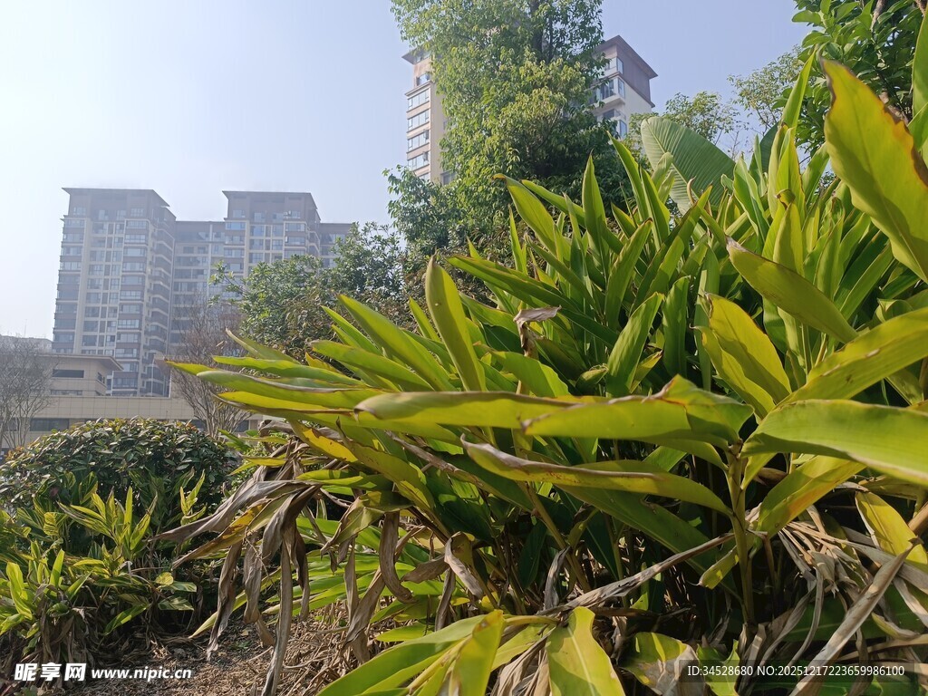 绿植环绕中的建筑景观