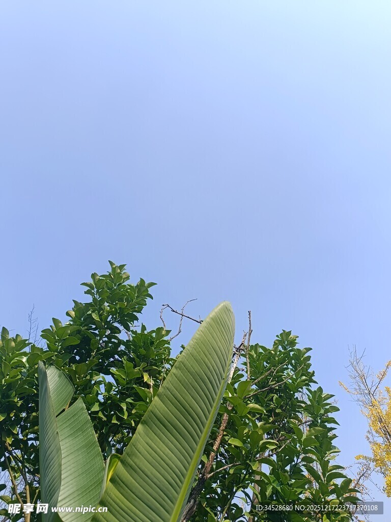 蓝天绿叶清新自然景象