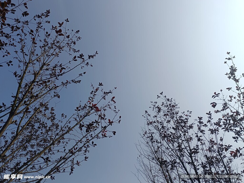 蓝天映衬下的树枝与残叶