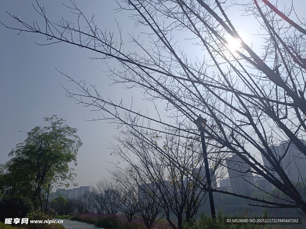 冬日枯树与初升阳光