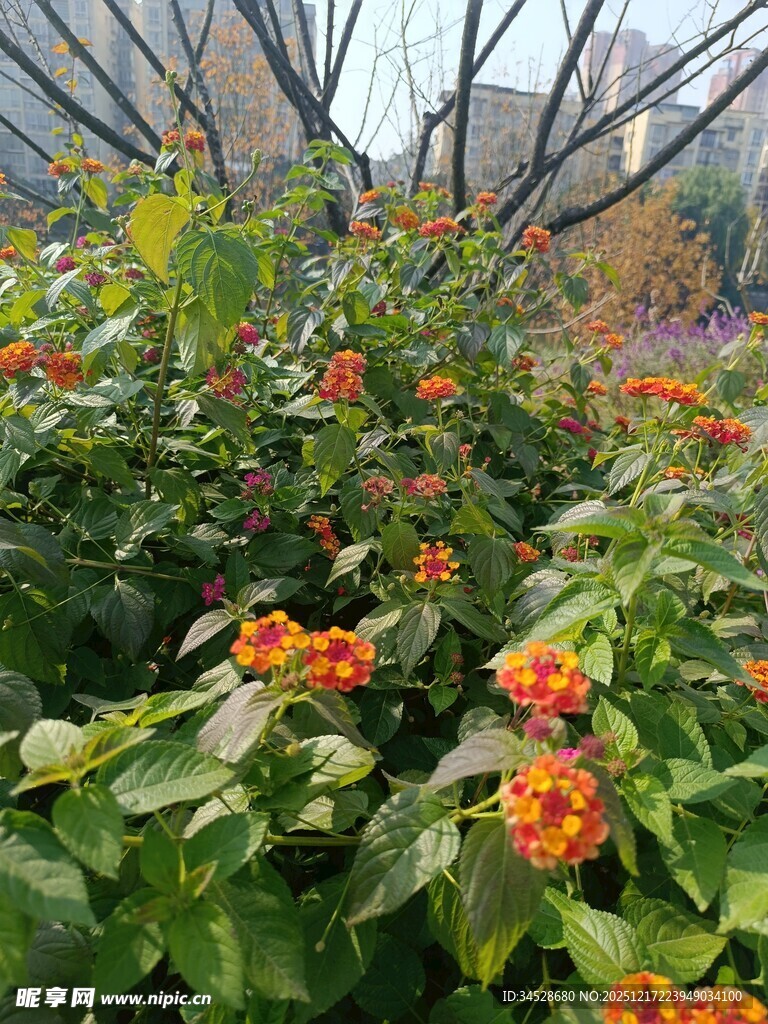 绿叶间的橙色小花绽放