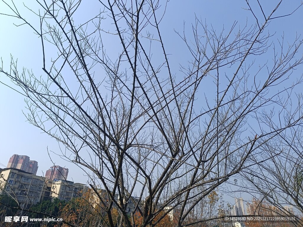 冬日光秃树木与远处建筑