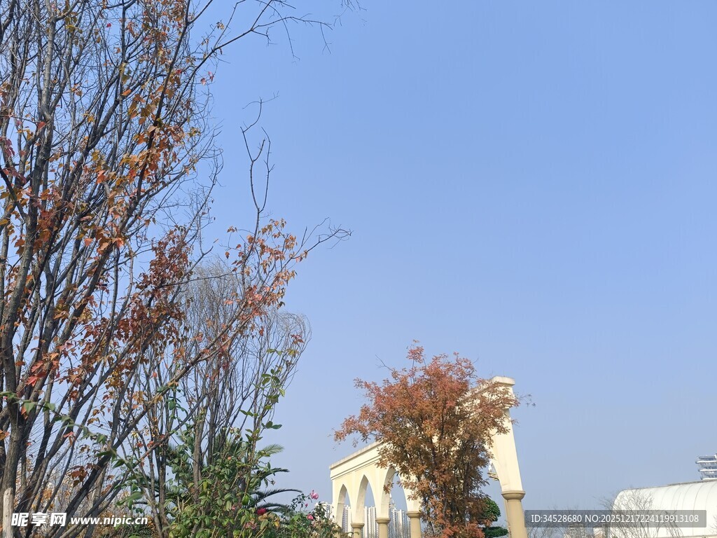 秋日树梢与远处建筑