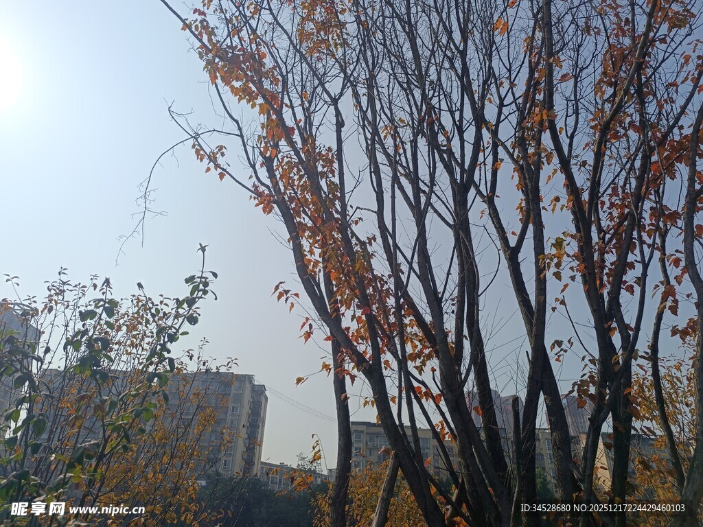 秋日枯树与远处建筑