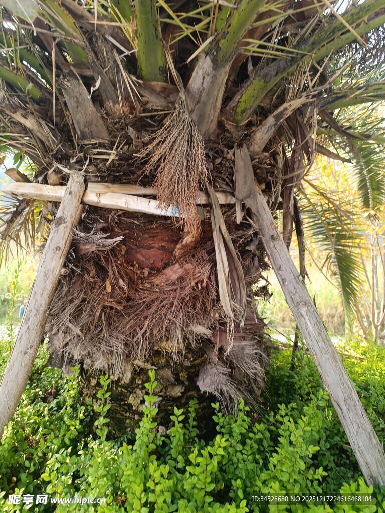 棕榈树底部支护景象