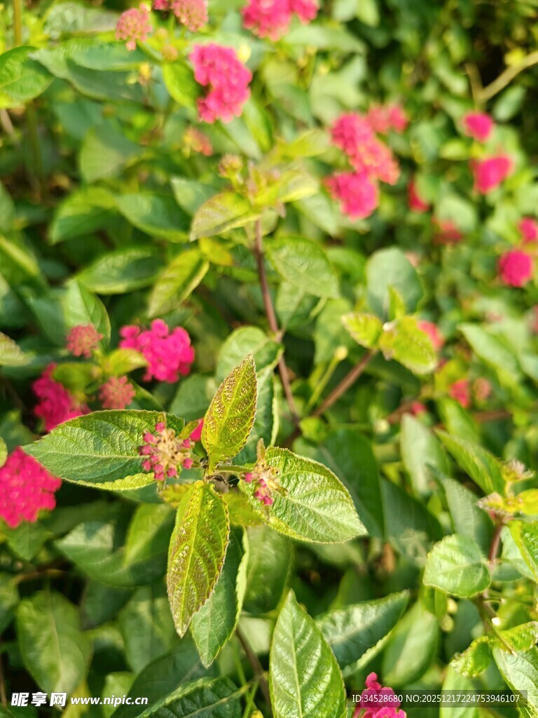 绿叶间娇艳的粉红花朵