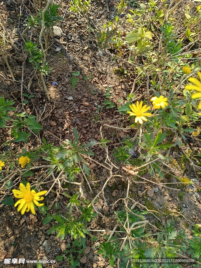 草丛中的黄色小花