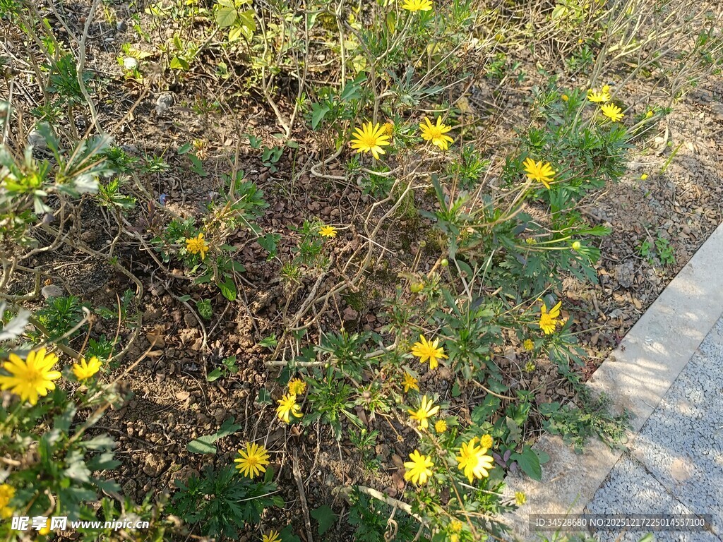 路边绽放的黄色小花