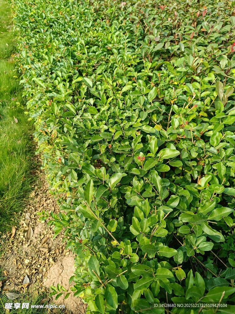 绿意盎然的农田植物景观