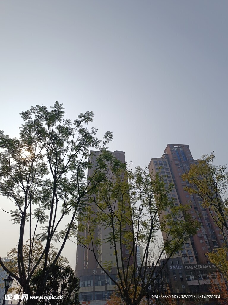 城市中树木与高楼景观