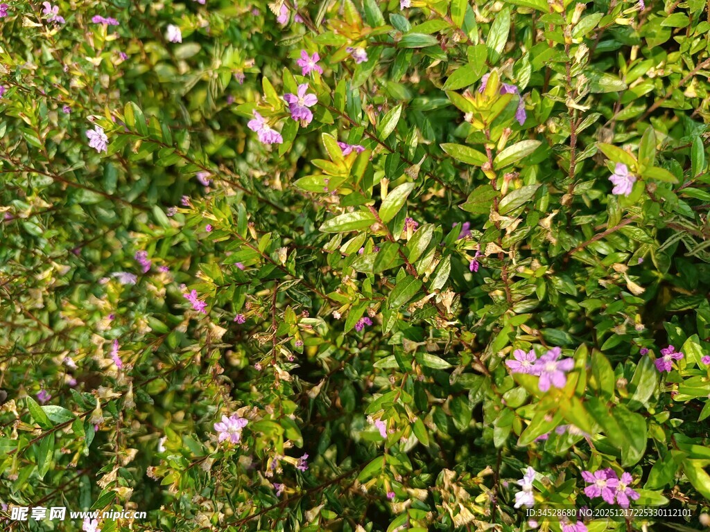 绿叶丛中绽放的粉色小花