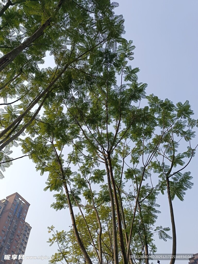 城市中挺拔的绿树景观