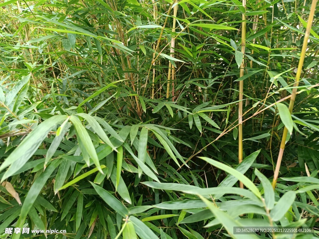 翠绿竹林景象