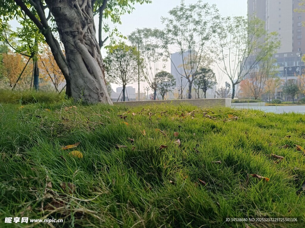 城市草地旁的大树景观
