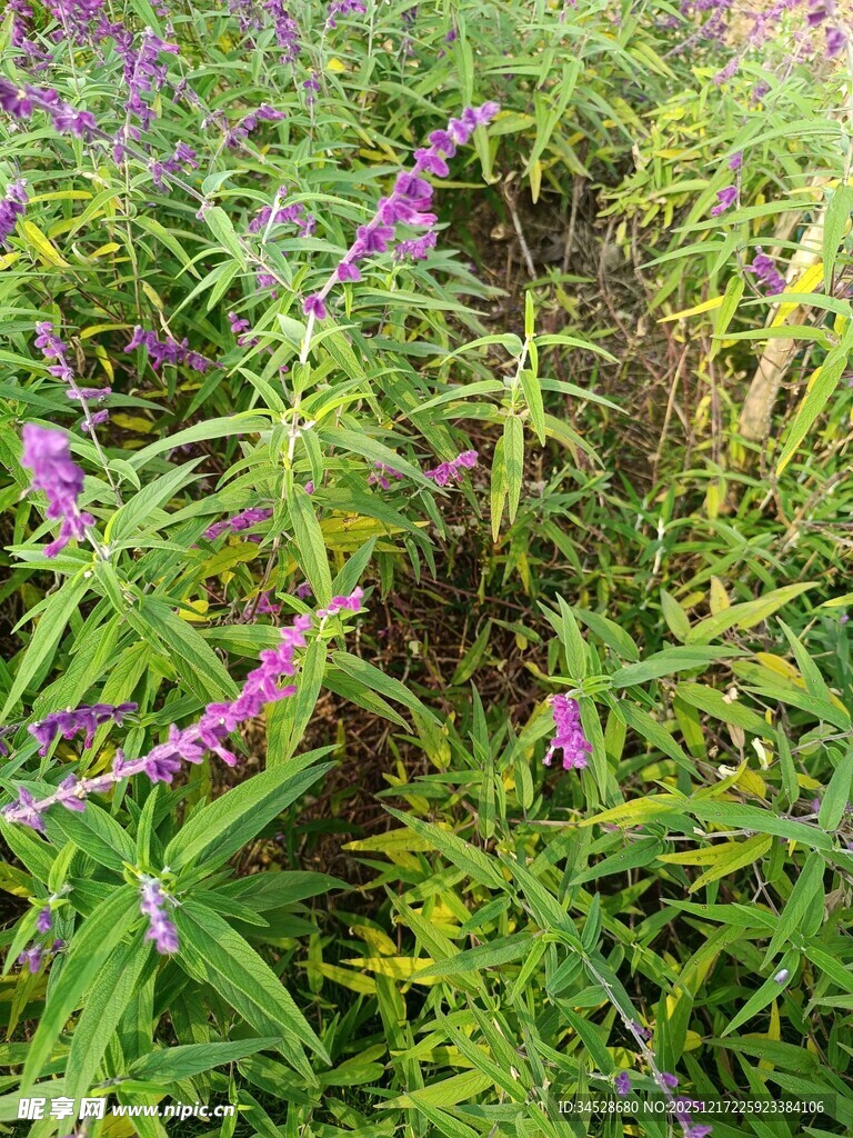 紫色野花与绿叶的自然景致