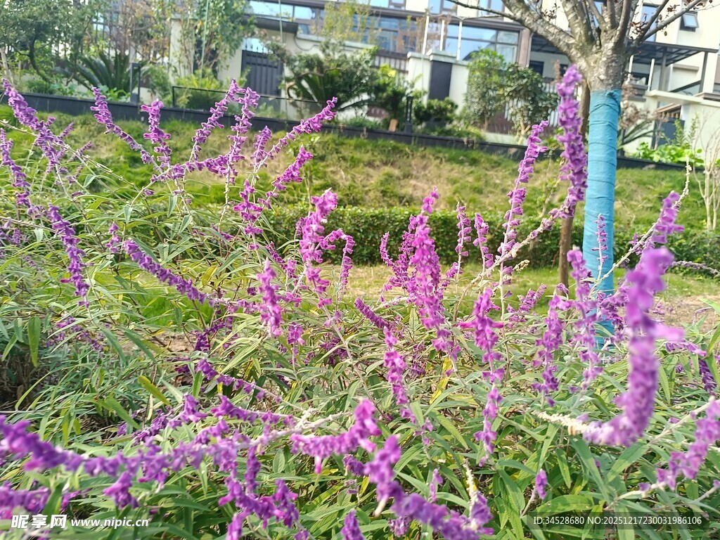 紫色花卉装点的美丽景致