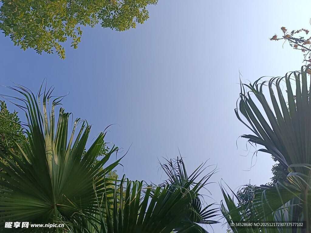 仰视葱郁绿植与蓝天