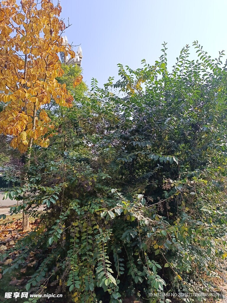 秋日繁茂灌木丛景观