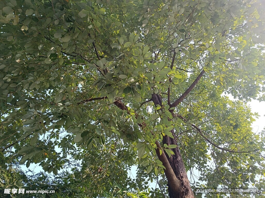 仰视繁茂绿树树冠