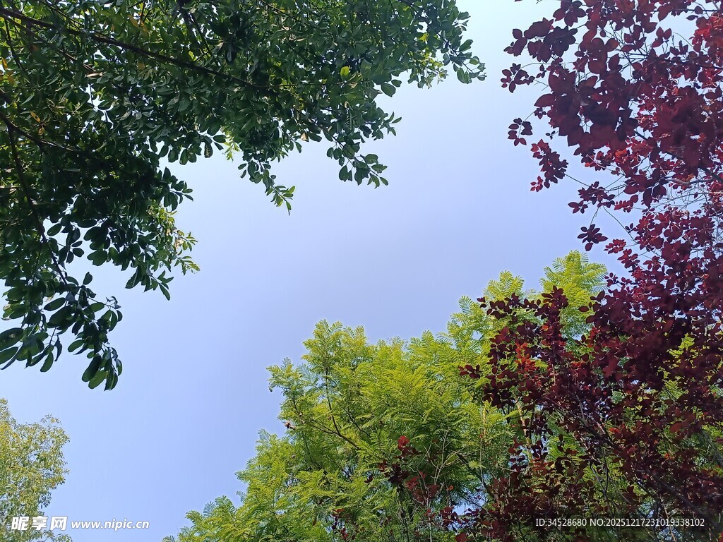 仰视多彩树叶与蓝天