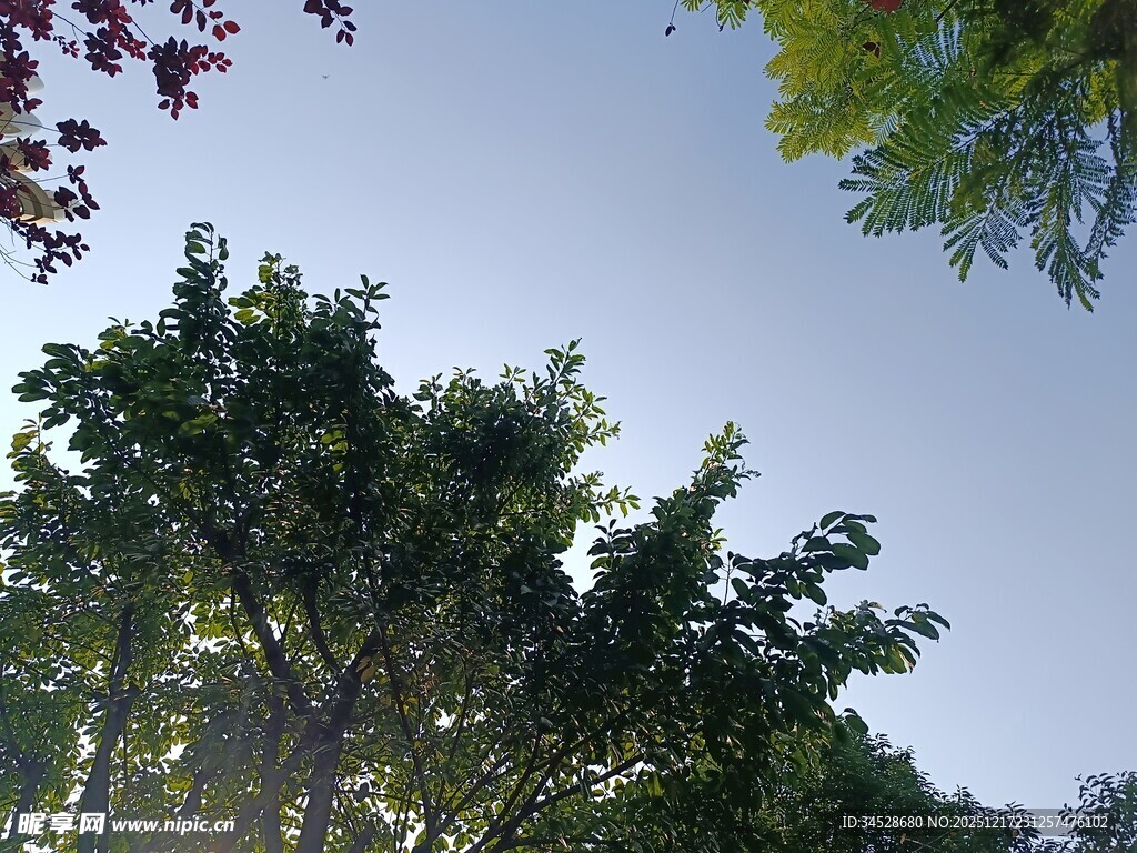 夏日绿树蓝天清新景象