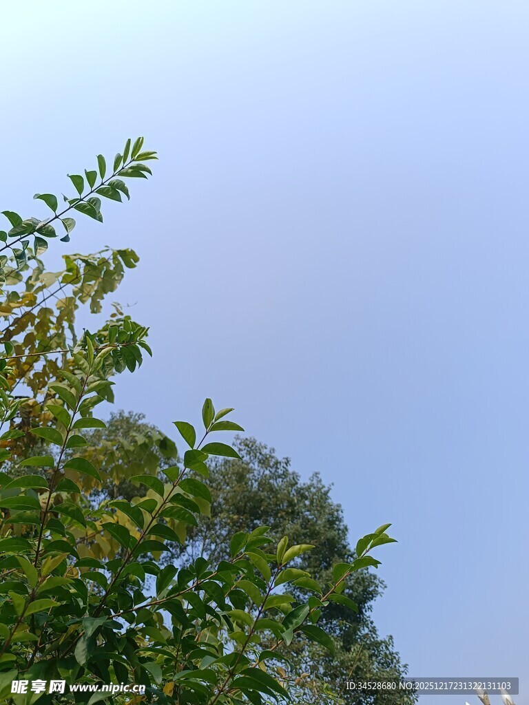 树梢上的蓝天绿意