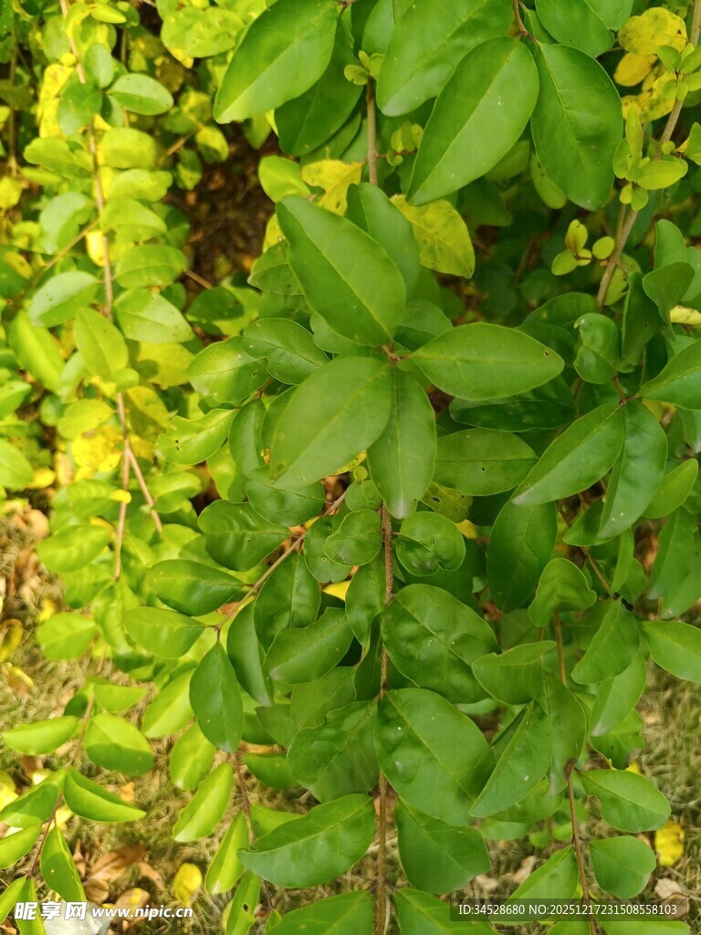 绿叶黄花的自然景致