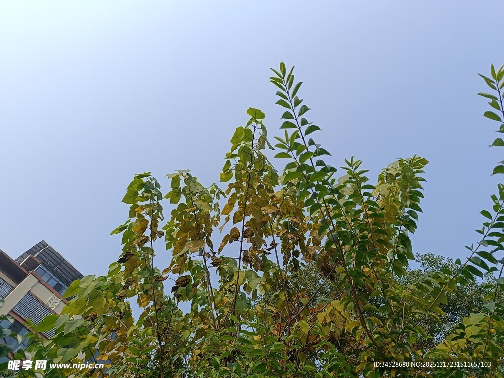 绿叶蓝天映衬下的房屋