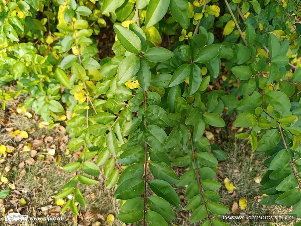 绿叶黄花的蓬勃植物