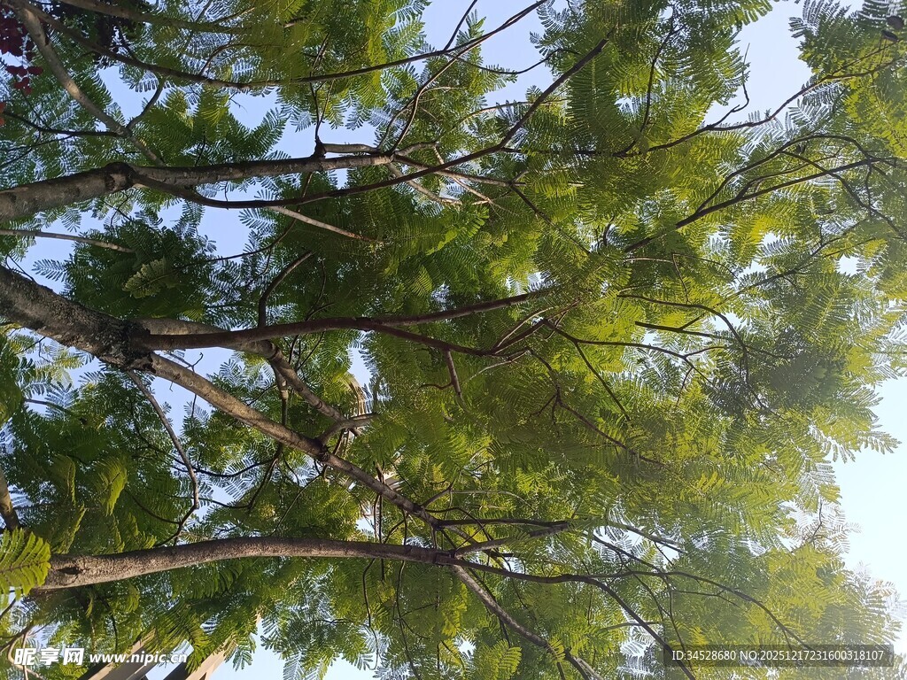 仰视葱郁树冠美景