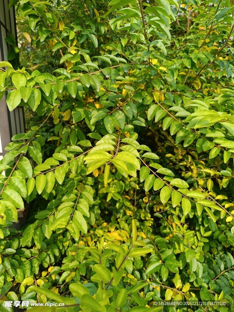 翠绿繁茂的植物枝叶