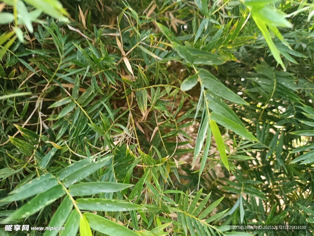 茂密绿植特写
