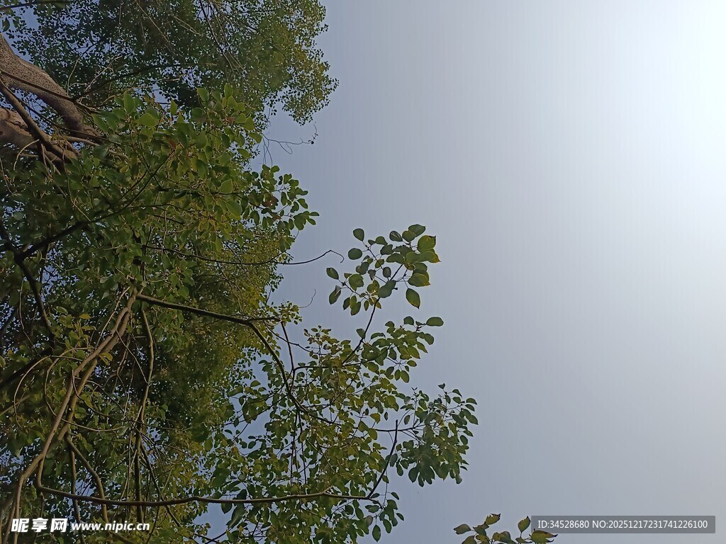 仰视茂密树林与天空