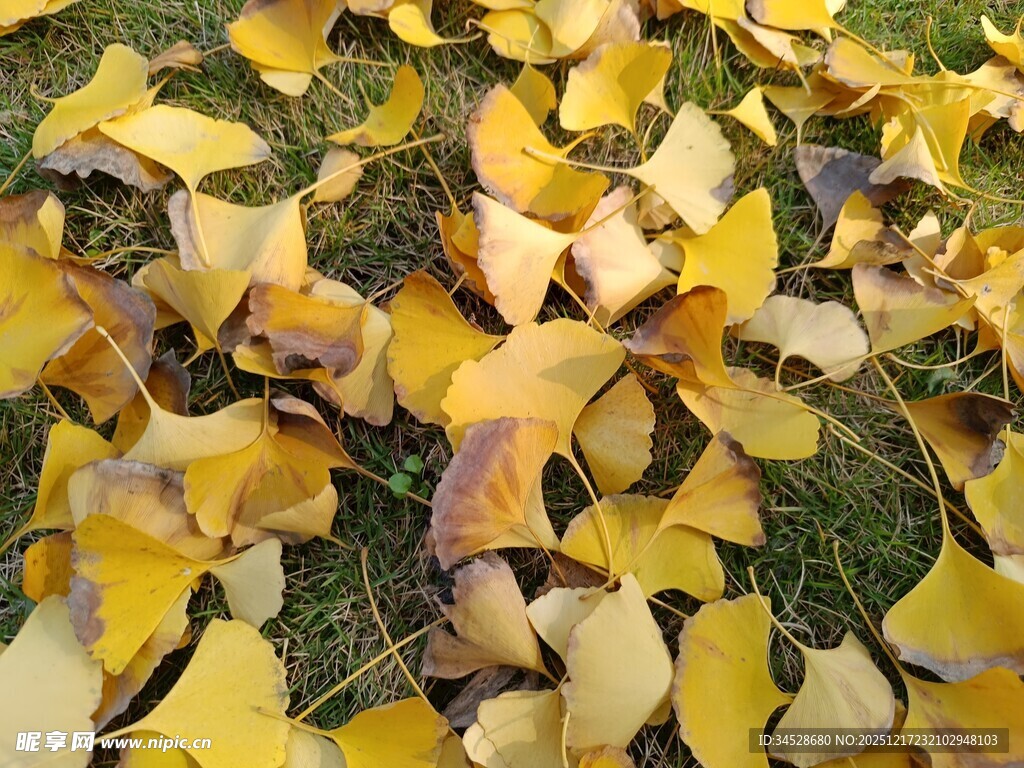 金黄银杏叶铺就秋日美景
