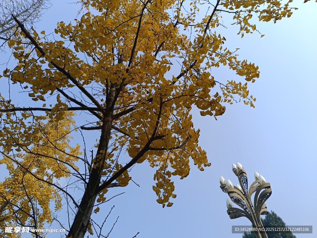 秋日银杏树枝与蓝天