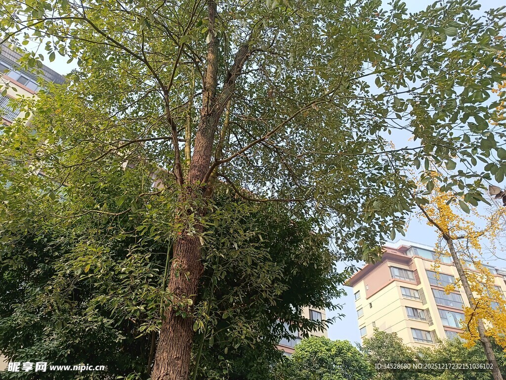 户外绿树与背景建筑景观