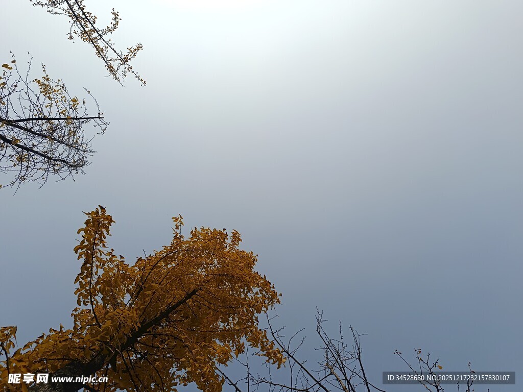 仰望金黄银杏与蓝天