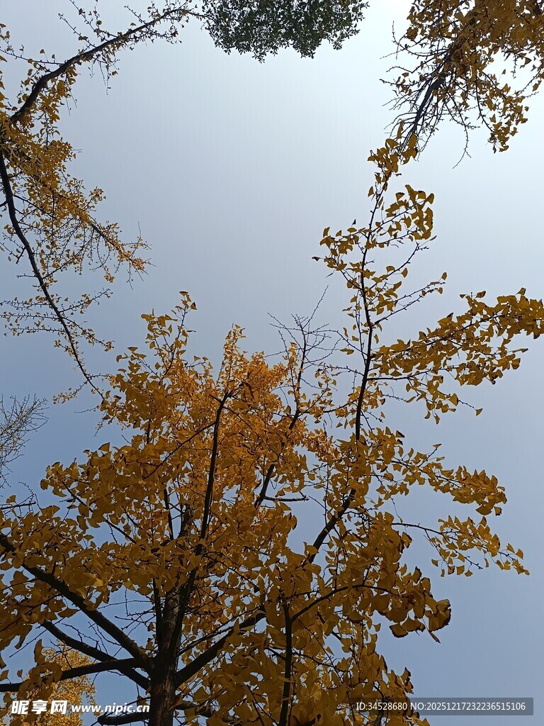 秋日银杏树枝与蓝天