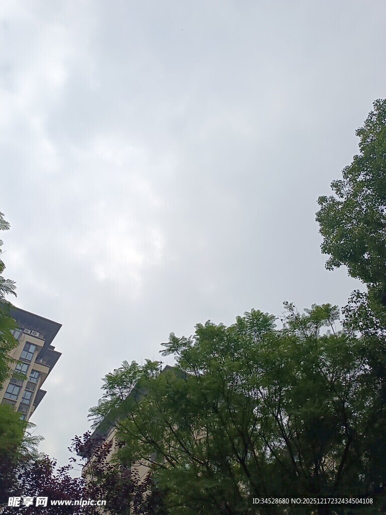 仰视绿树间的天空景象